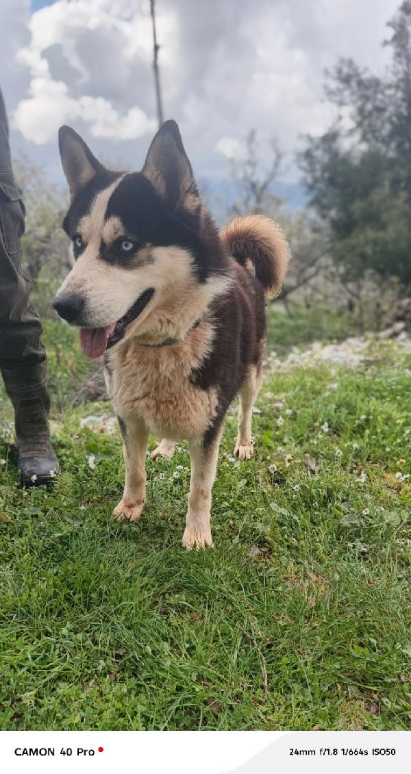 Simba, Splendido Simil Malamute Dagli Occhi Color Cielo
